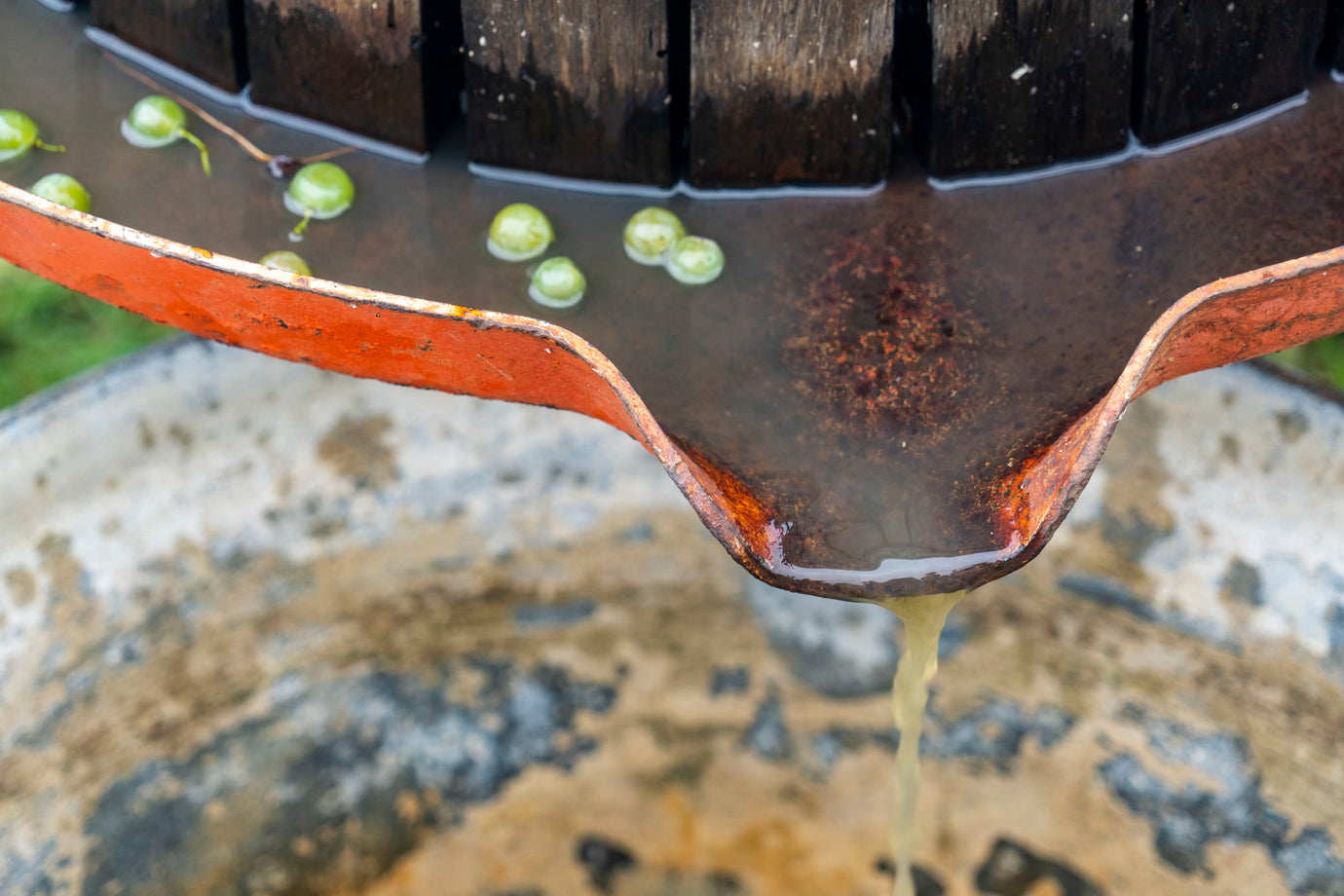 Guerzoni Grape Must – Biodynamic Excellence for Everyday Wellbeing