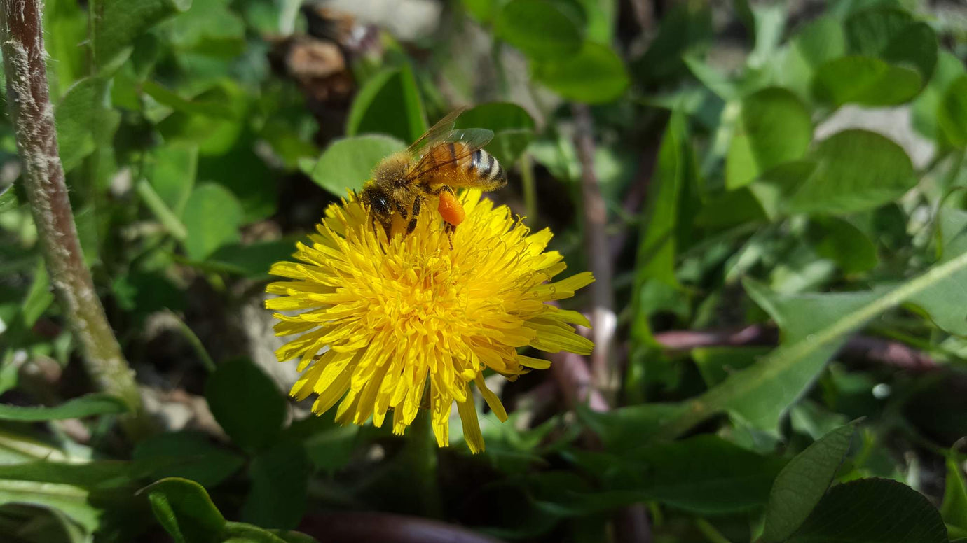 Bees in a biodynamic farm